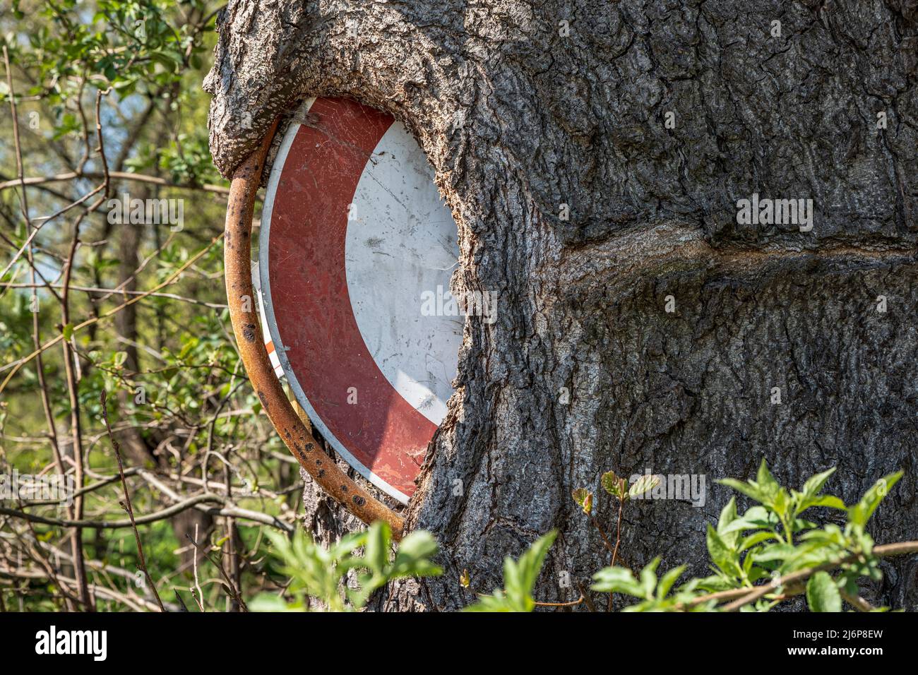 Traffic sign Passage Prohibited almost completely grown into a tree Stock Photo