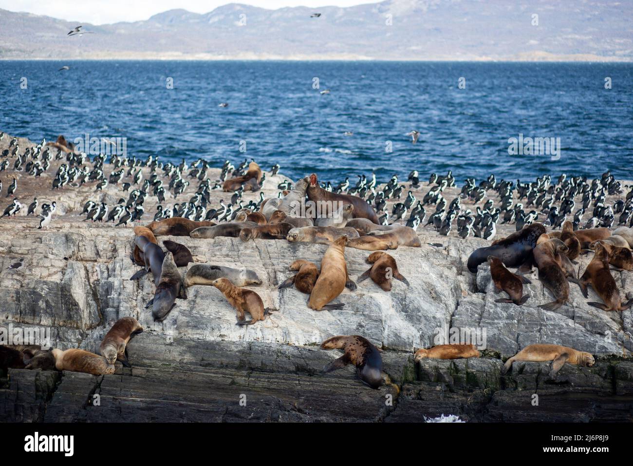 Fauna del mundo hi-res stock photography and images - Alamy