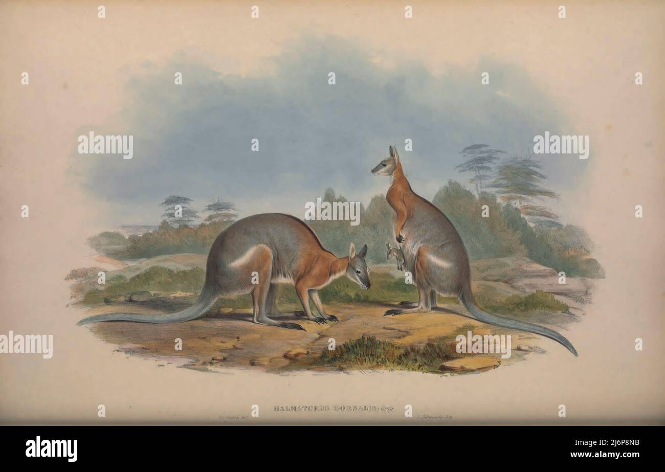 The blackstriped wallaby (Notamacropus dorsalis here as Halmaturus