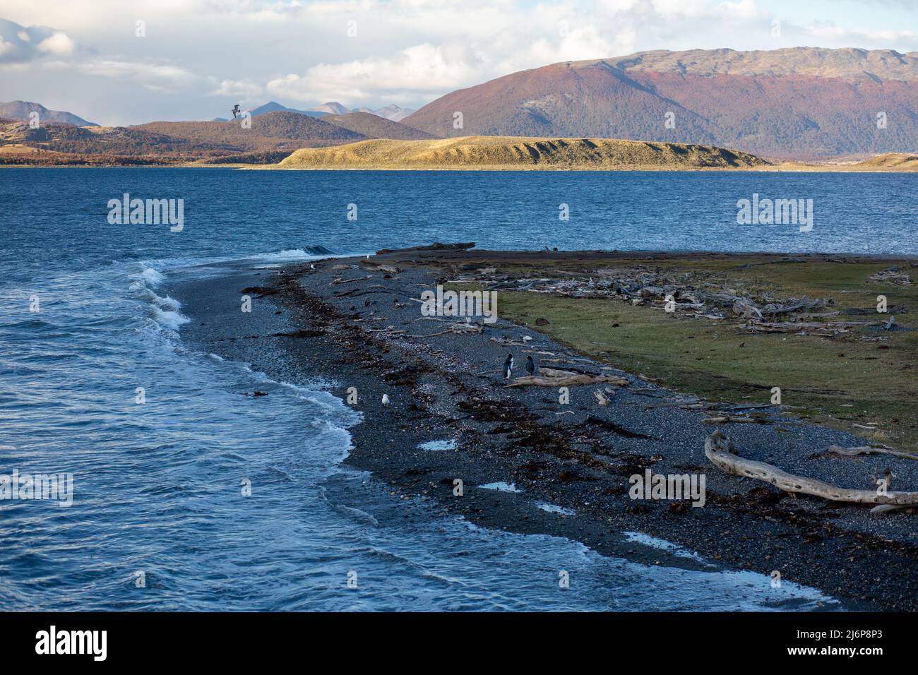 Fauna del mundo hi-res stock photography and images - Alamy
