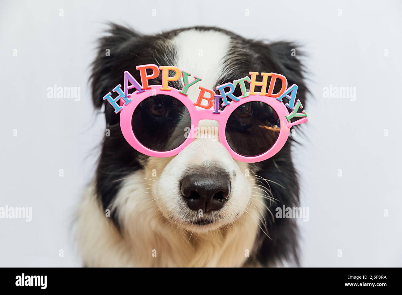 Happy Birthday party concept. Funny cute puppy dog border collie wearing birthday silly eyeglasses isolated on white background. Pet dog on Birthday day Stock Photo - Alamy Happy Birthday party concept. Funny cute puppy dog border collie wearing birthday silly eyeglasses isolated on white background. Pet dog on Birthday day Stock Photo - Alamy