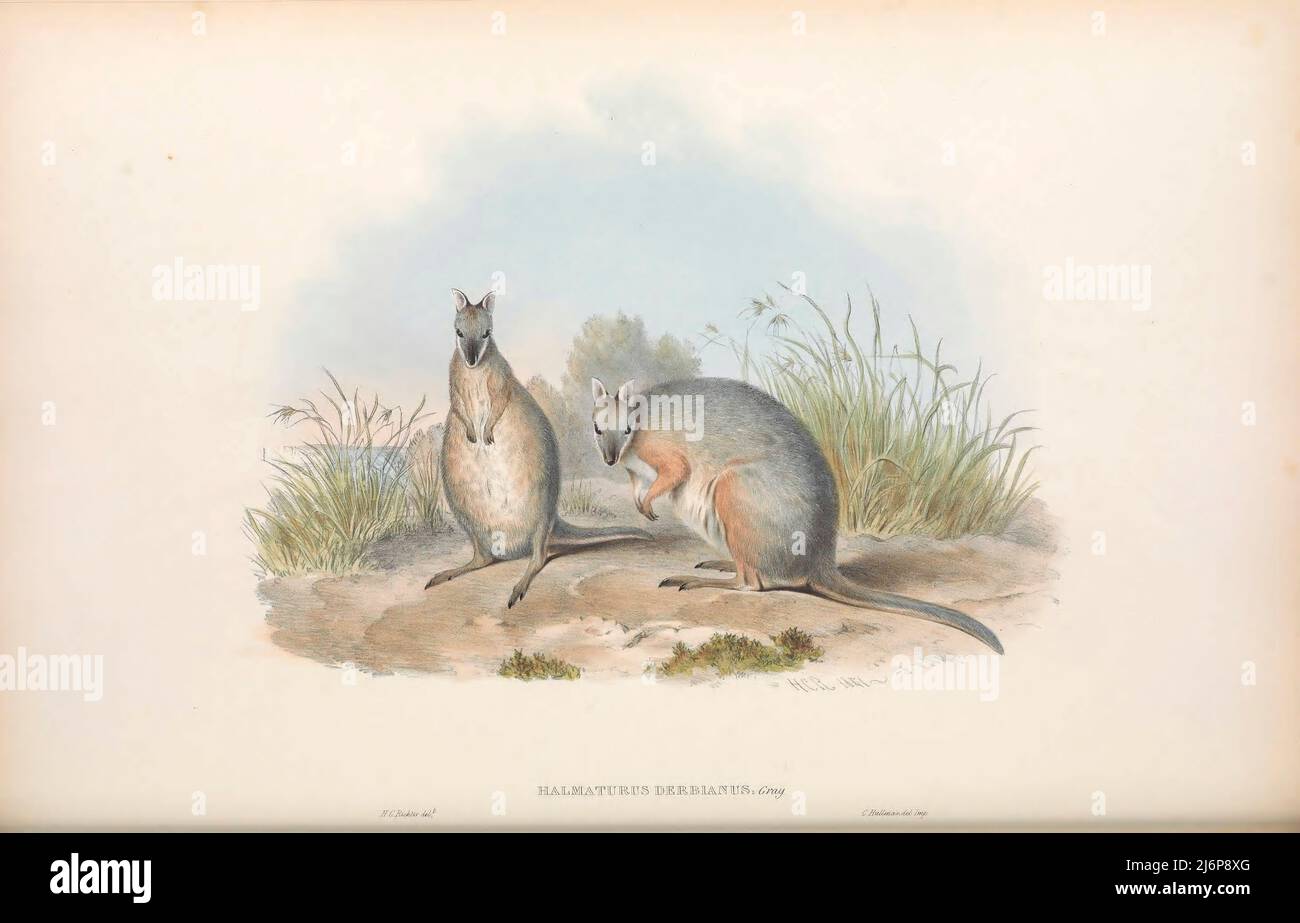 Halmaturus Derbianus (Derby's Wallaby) Natural History artwork from the book ' The mammals of Australia ' by John Gould, 1804-1881 Publication date 1863 Publisher  London, Printed by Taylor and Francis, pub. by the author Volume 2 (1863) Stock Photo