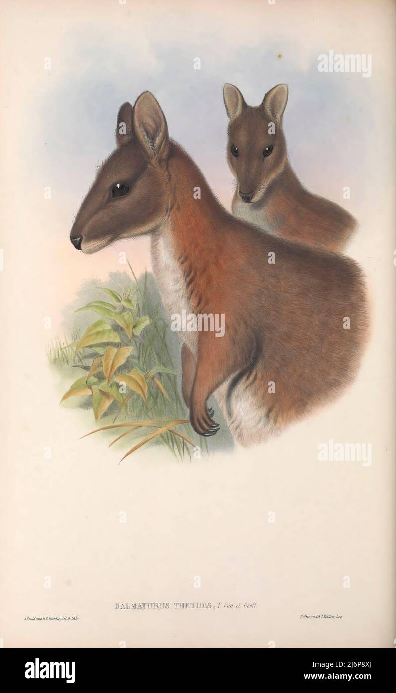 Halmaturus Thetidis (Pademelon Wallaby) Natural History artwork from the book ' The mammals of Australia ' by John Gould, 1804-1881 Publication date 1863 Publisher  London, Printed by Taylor and Francis, pub. by the author Volume 2 (1863) Stock Photo