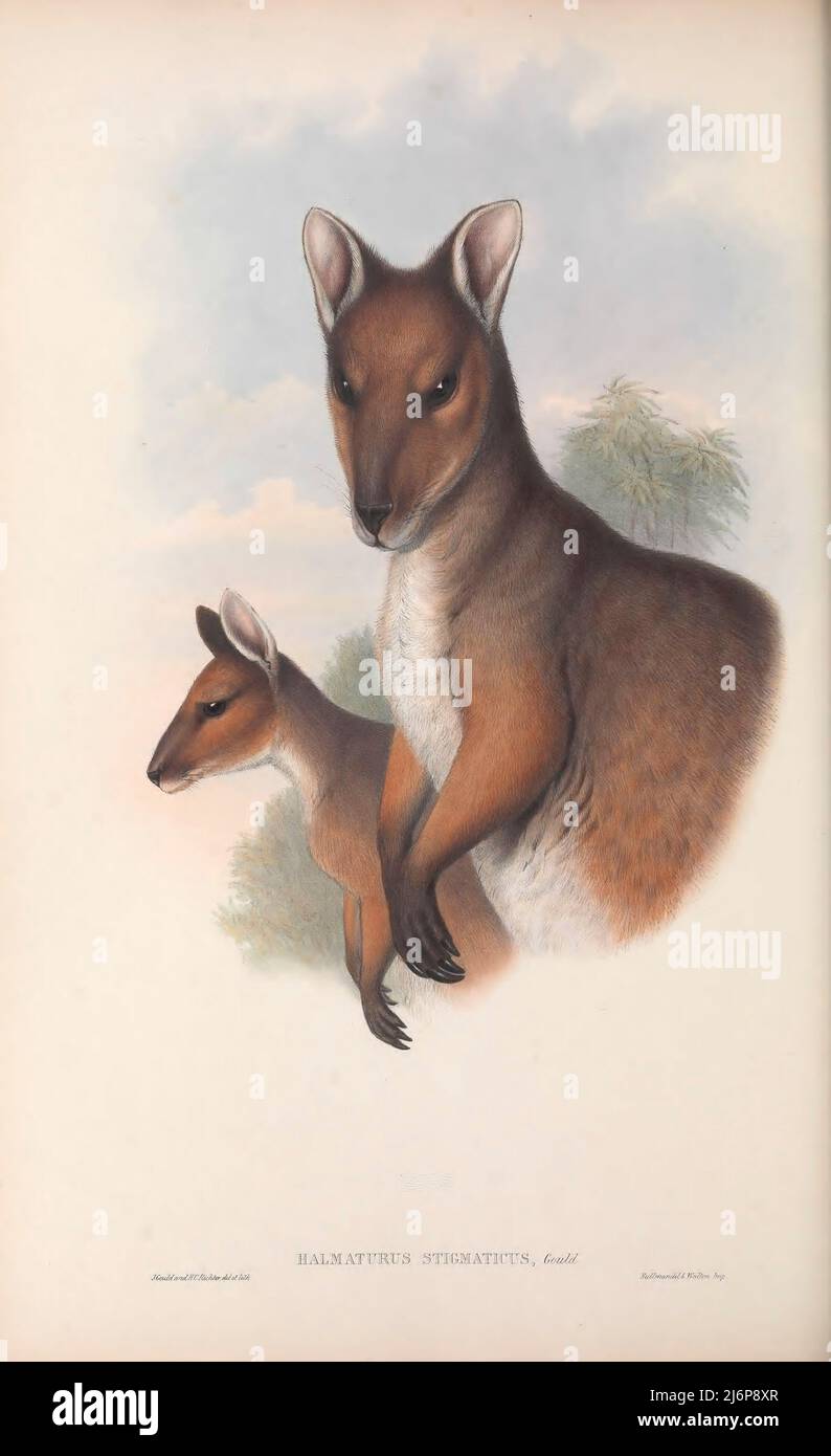 Halmaturus stigmaticus (Branded Wallaby) Natural History artwork from the book ' The mammals of Australia ' by John Gould, 1804-1881 Publication date 1863 Publisher  London, Printed by Taylor and Francis, pub. by the author Volume 2 (1863) Stock Photo