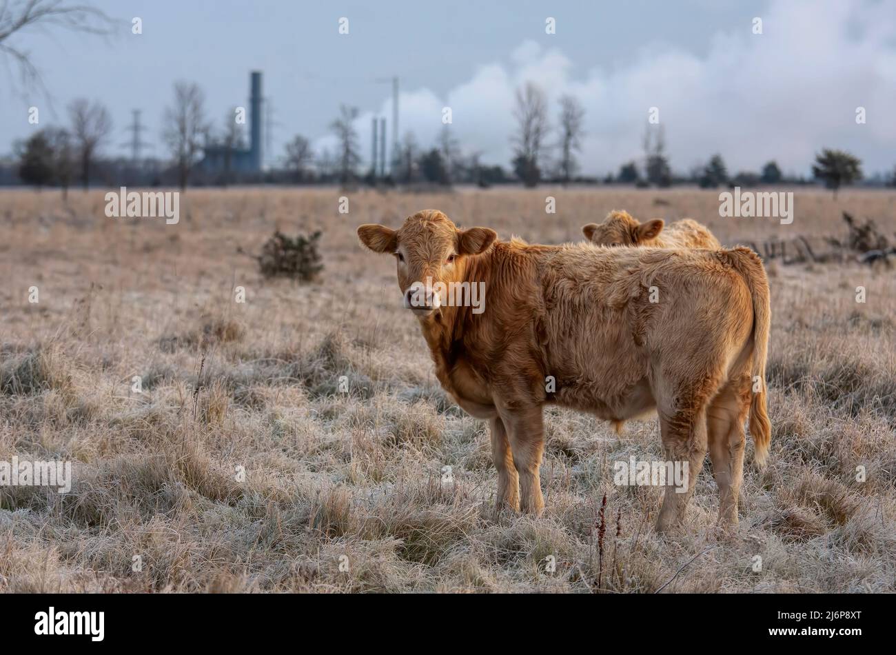 Limousin cattle standing in a farm field on a cold crispy day in Canada Stock Photo