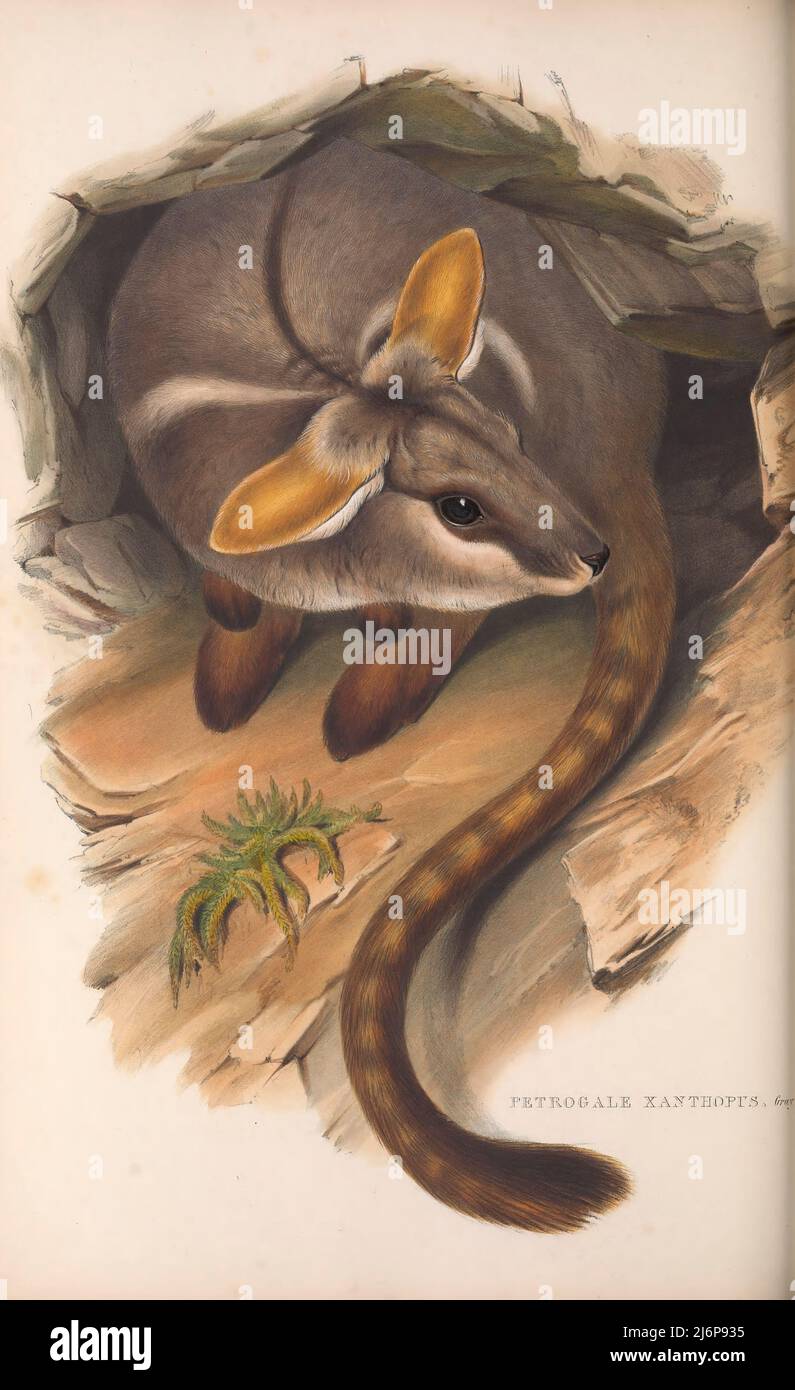 Wallaby Evolution The yellow-footed rock-wallaby (Petrogale xanthopus), formerly known as ...