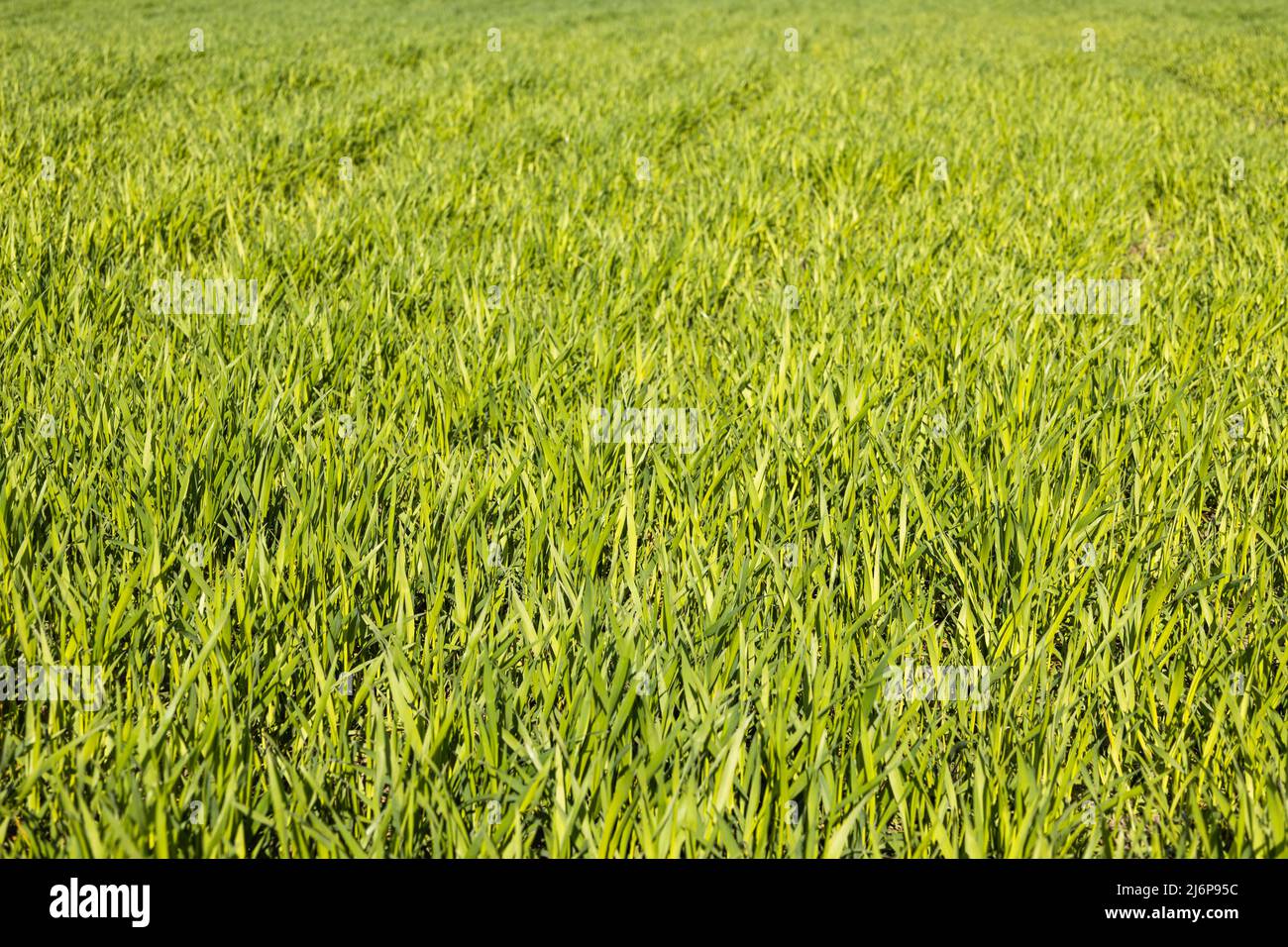Green lawn freshly grass texture background Stock Photo