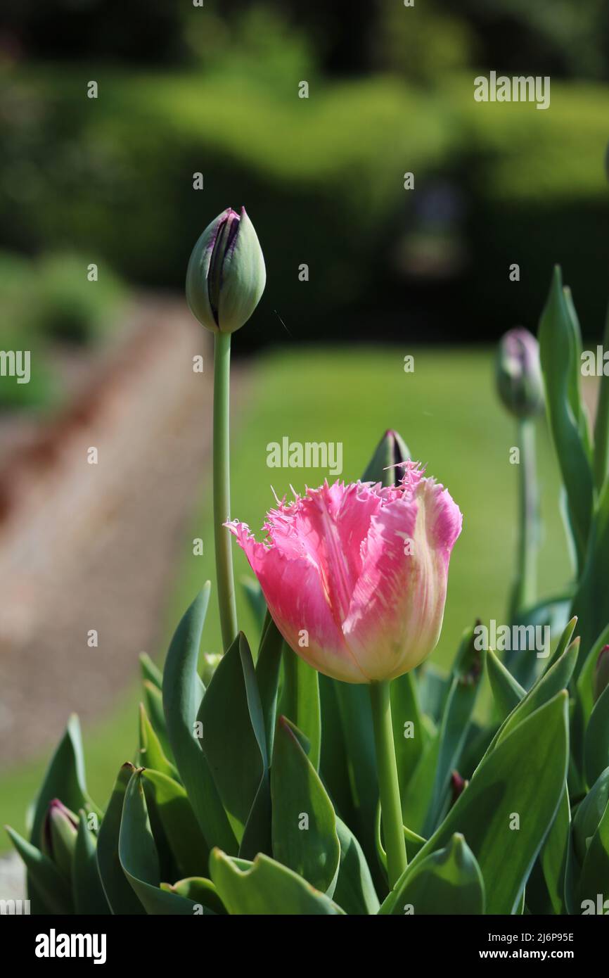 Vertical image of pink tulip with shaggy edged petals and buds in garden Stock Photo