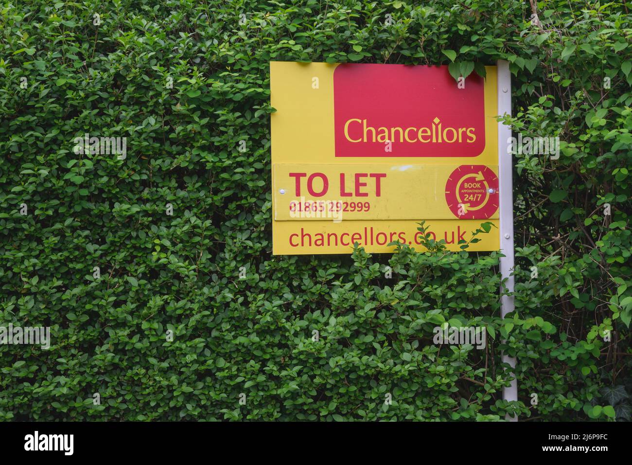 Estate agent to let sign in hedge of Oxford house, England UK Stock Photo