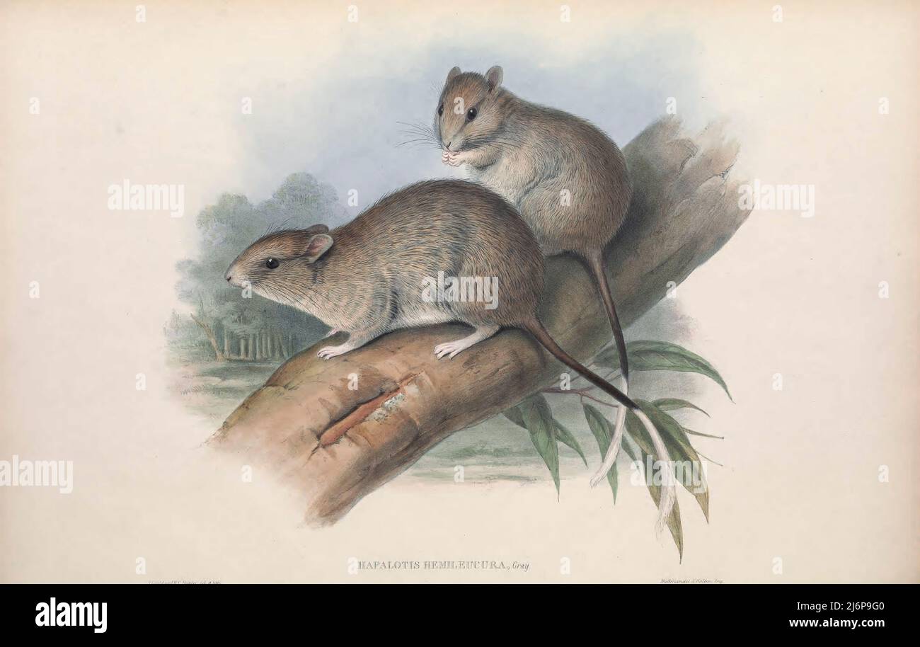 Brush tailed rabbit rat hi-res stock photography and images - Alamy