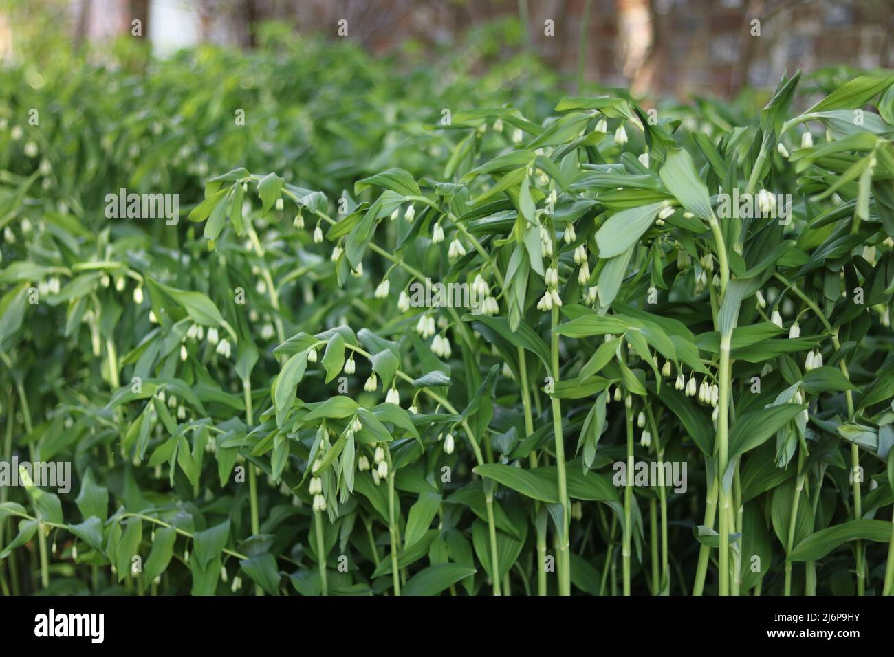 Full frame springtime image of polygonatum with wall in background Stock Photo
