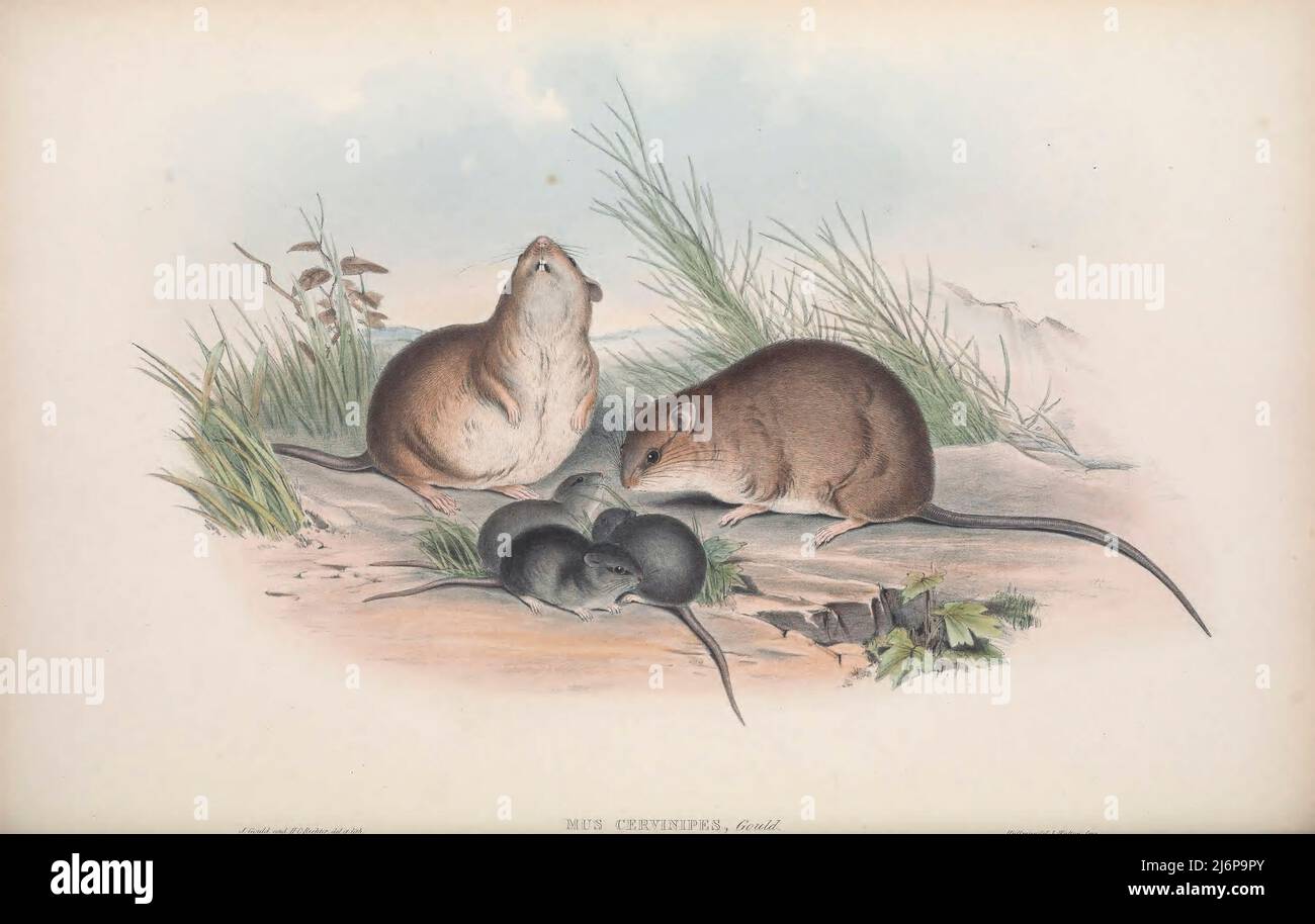 The fawn-footed mosaic-tailed rat, or fawn-footed melomys (Melomys cervinipes) [Here As Buff-footed Rat (Mus cervinipes)] is a species of rodent in the family Muridae. It is found along eastern coastal regions of Australia. Natural History artwork from the book ' The mammals of Australia ' by John Gould, 1804-1881 Publication date 1863 Publisher  London, Printed by Taylor and Francis, pub. by the author Volume 3 (1863) Stock Photo