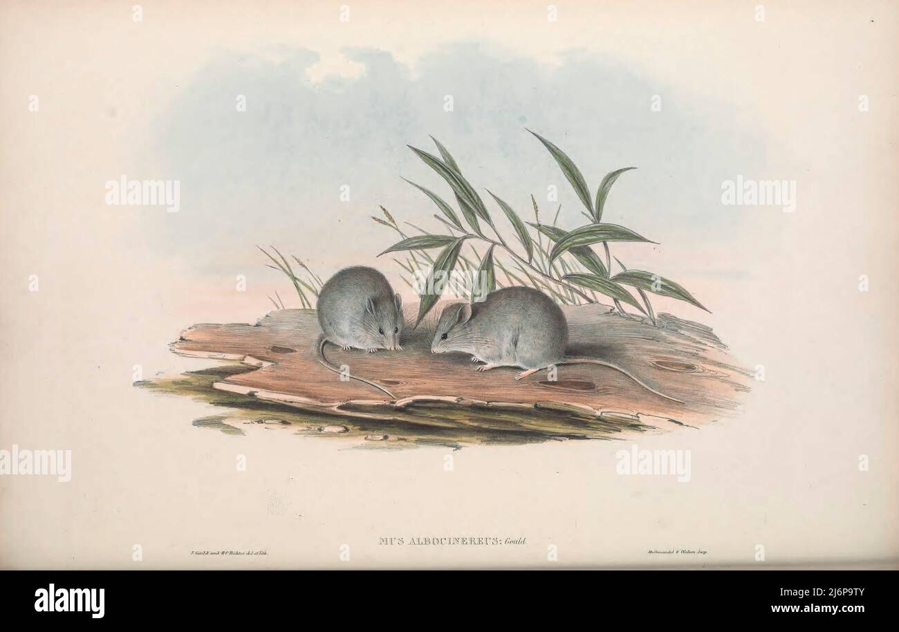 The ash-grey mouse (Pseudomys albocinereus) [Here As Greyish-white Mouse (Mus albocinereus)]  is a rodent in the family Muridae. Larger and more robust than Mus musculus, the common house mouse, it is found only in Southwest Australia. Natural History artwork from the book ' The mammals of Australia ' by John Gould, 1804-1881 Publication date 1863 Publisher  London, Printed by Taylor and Francis, pub. by the author Volume 3 (1863) Stock Photo