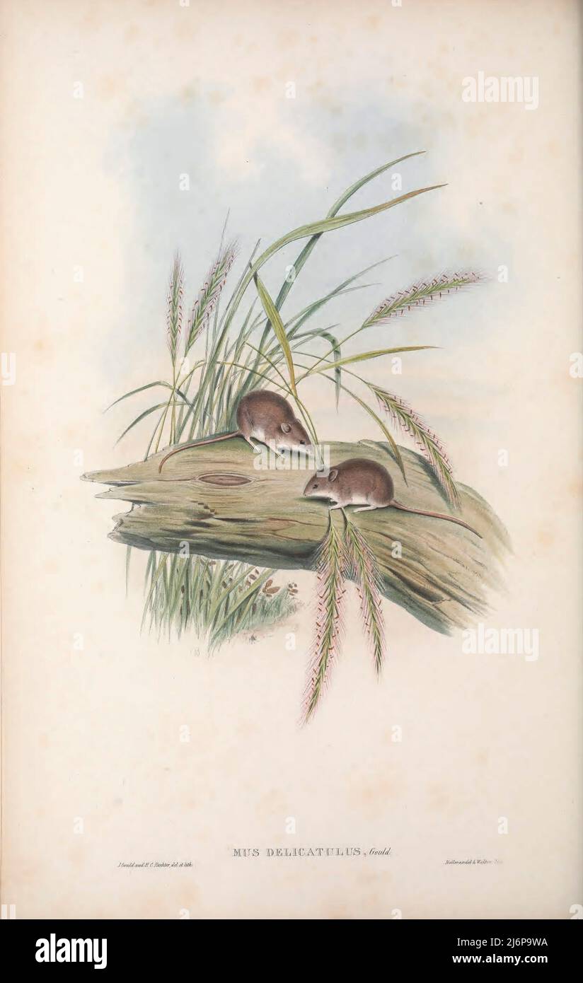 Little native mouse australia hi-res stock photography and images - Alamy