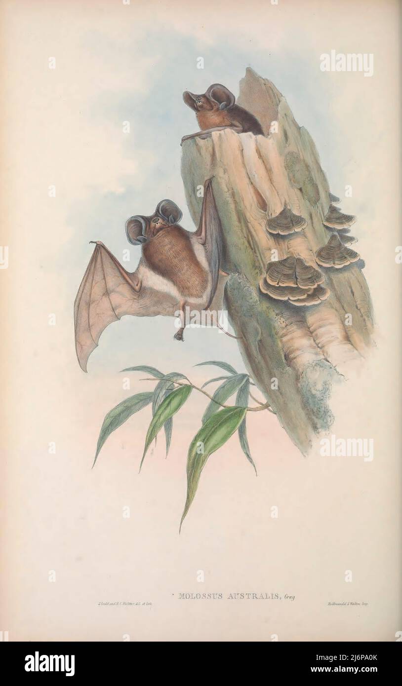 The white-striped free-tailed bat (Austronomus australis Here as Molossus australis) is a species of bat in the family Molossidae. Its echolocation calls are audible to humans, which is a characteristic found in only a few microbat species. The species was formerly classified as Tadarida australis. Natural History artwork from the book ' The mammals of Australia ' by John Gould, 1804-1881 Publication date 1863 Publisher  London, Printed by Taylor and Francis, pub. by the author Volume 3 (1863) Stock Photo