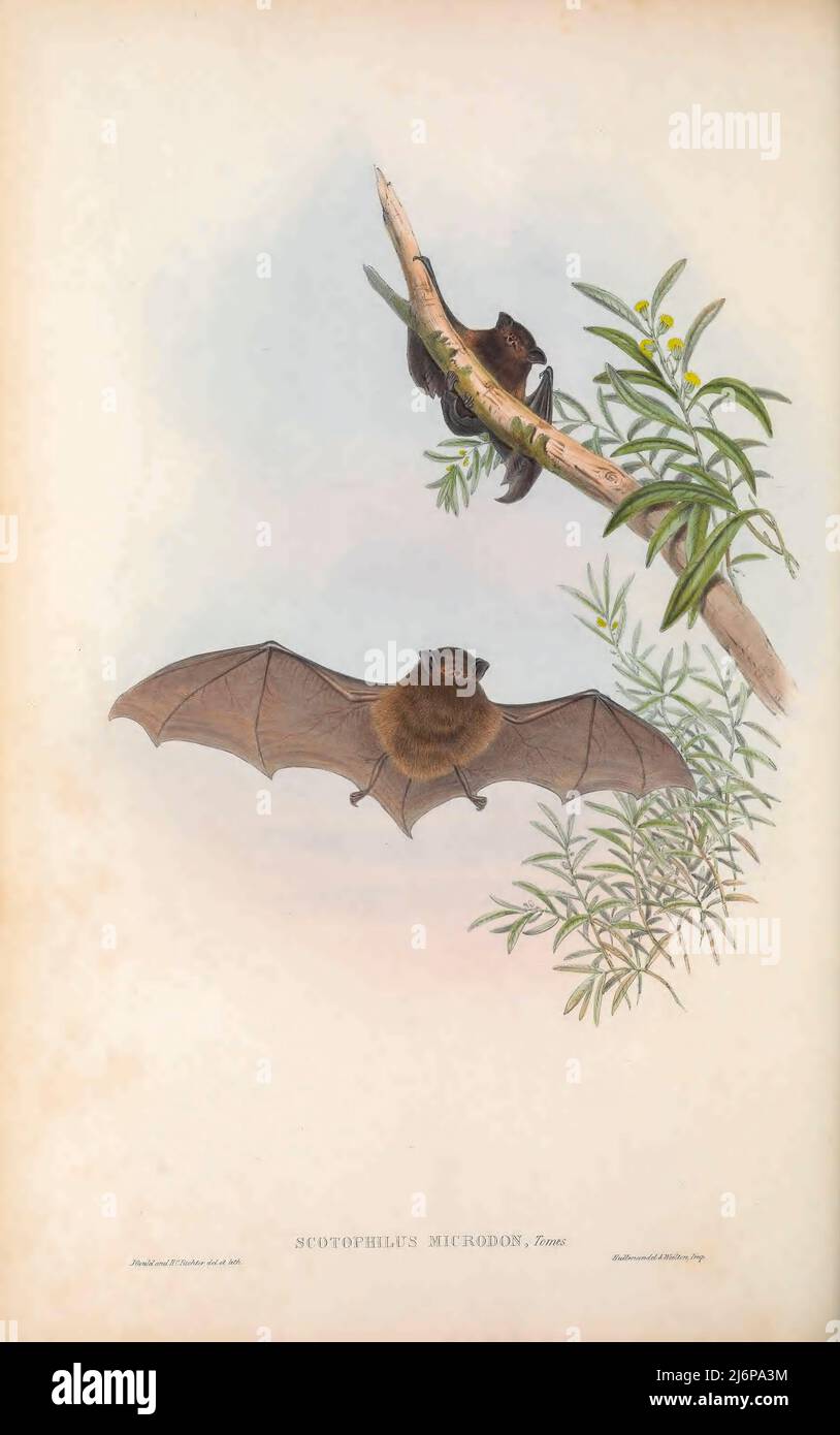 Small-footed Bat (Scotophilus microdon) Scotophilus is a genus of vespertilionid bats commonly called yellow bats. They are found in southern Asia and Africa. They are the only members of the tribe Scotophilini. Natural History artwork from the book ' The mammals of Australia ' by John Gould, 1804-1881 Publication date 1863 Publisher  London, Printed by Taylor and Francis, pub. by the author Volume 3 (1863) Stock Photo