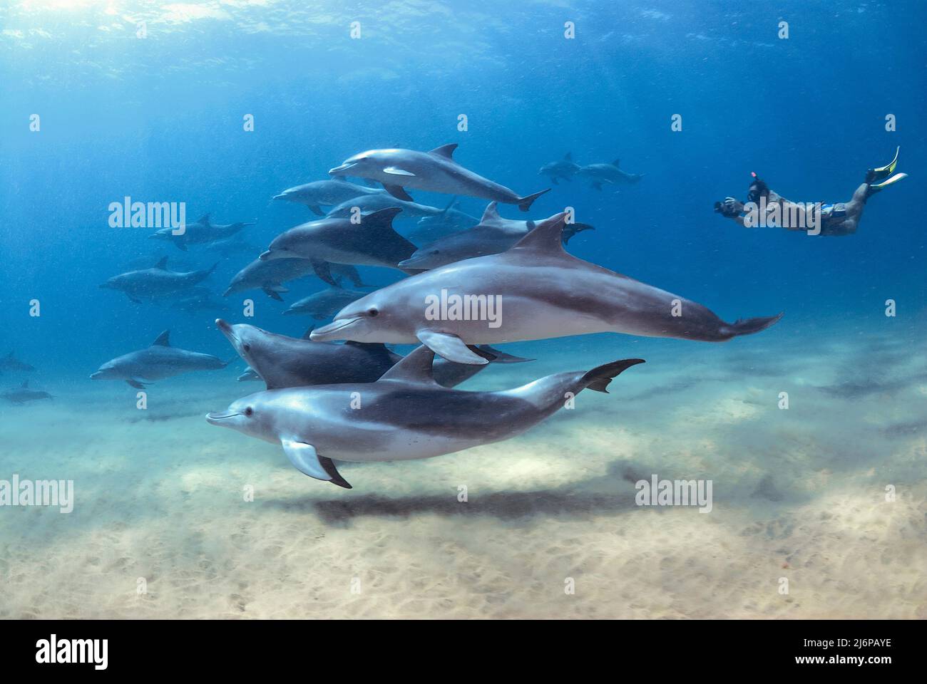 Snorkeler swimming with a group Indo-Pacific bottlenose dolphins (Tursiops aduncus), in blue water, Sodwana Bay, South Africa, Africa Stock Photo