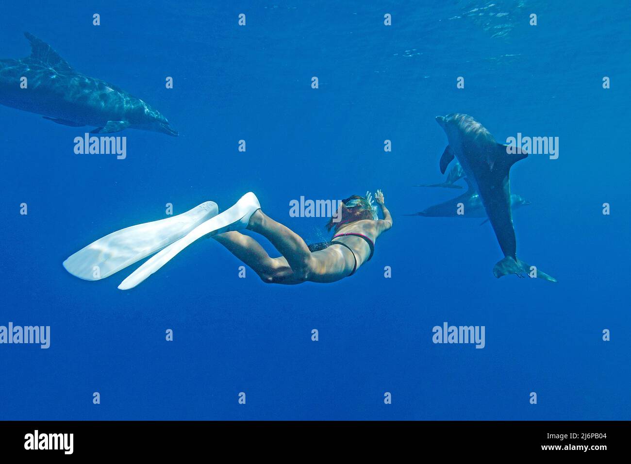 Snorkeler (woman) diving with Indo-Pacific bottlenose dolphin (Tursiops aduncus), in blue water, Maldives Indian Ocean, Asia Stock Photo