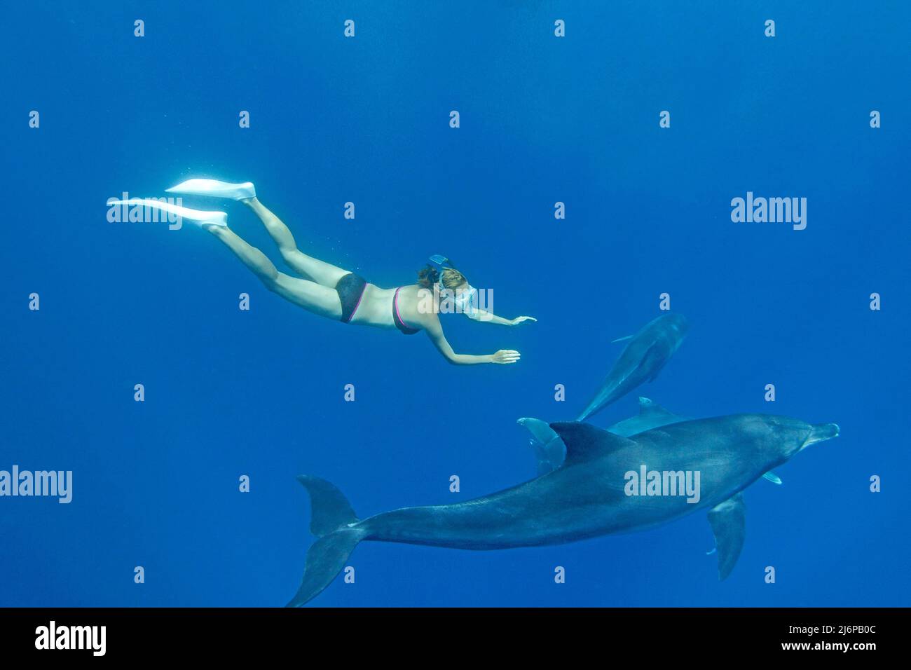 Snorkeler (woman) diving with Indo-Pacific bottlenose dolphin (Tursiops aduncus), in blue water, Maldives Indian Ocean, Asia Stock Photo