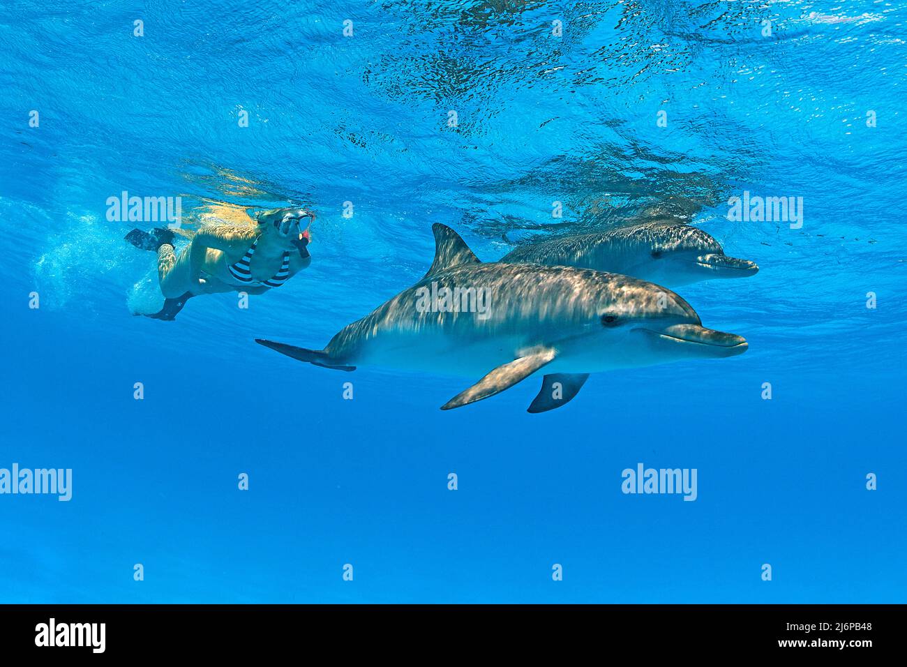 Snorkeler (woman) diving with Atlantic spotted dolphin (Stenella