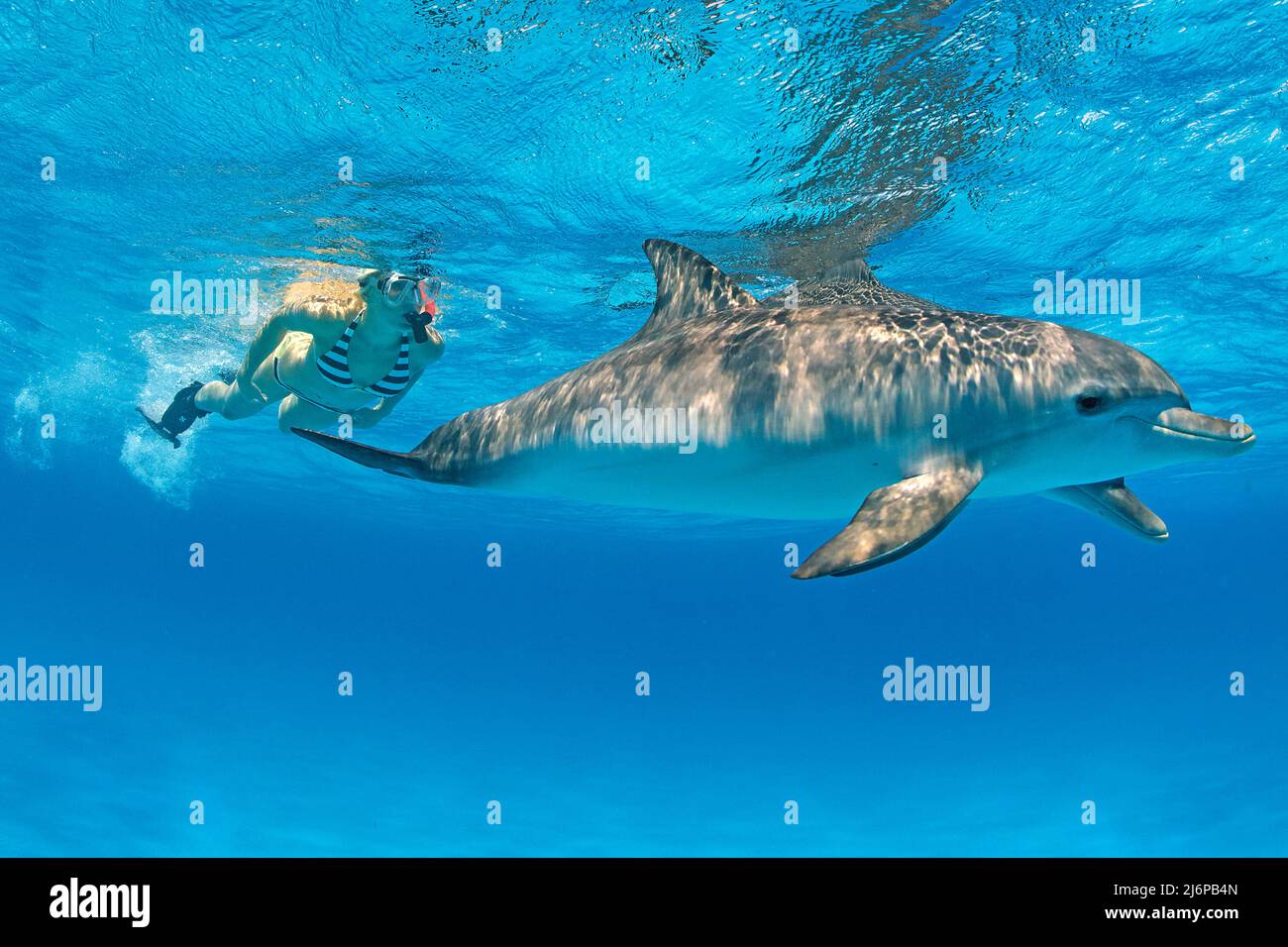 Snorkeler (woman) diving with Atlantic spotted dolphin (Stenella
