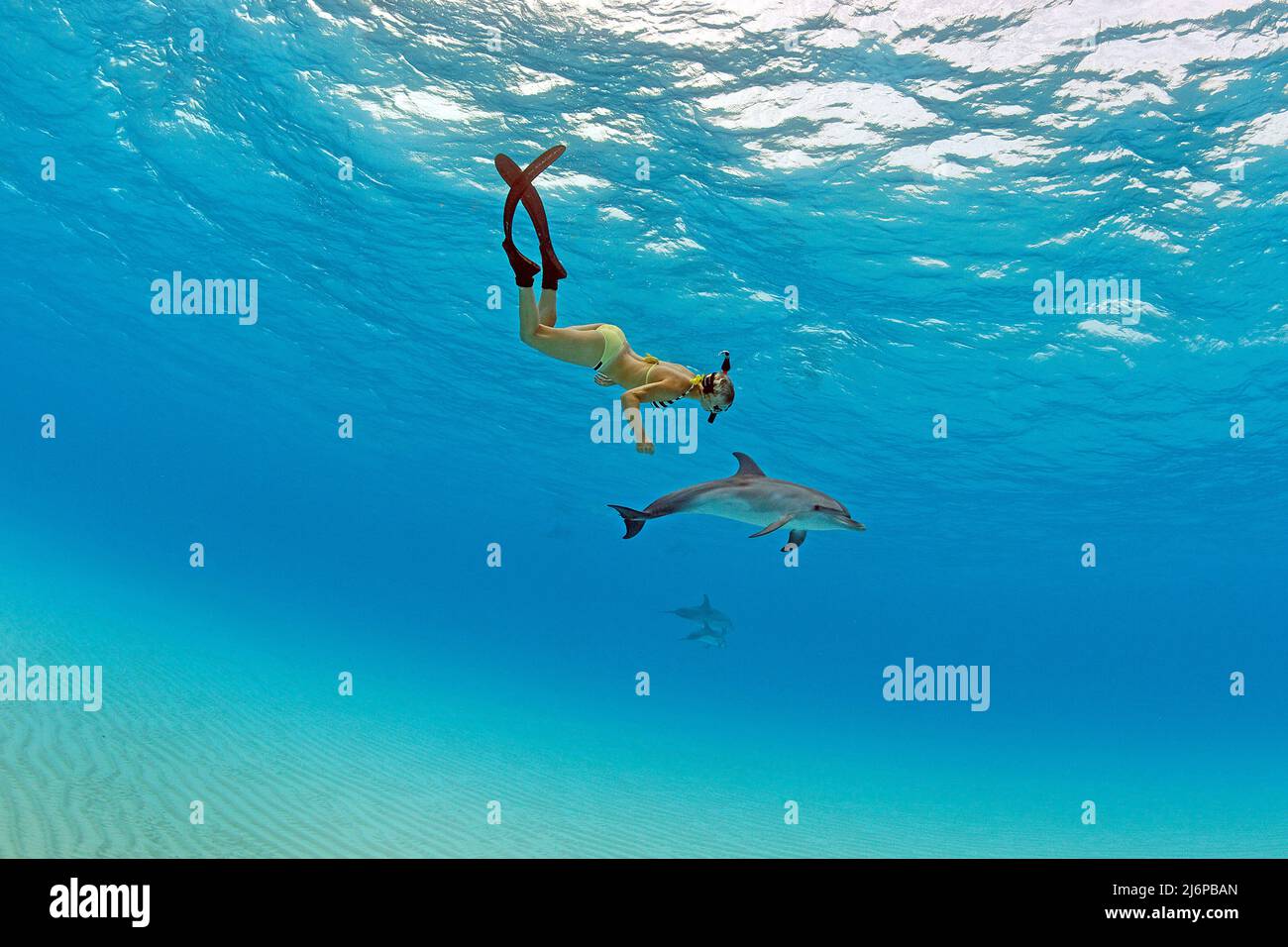 Snorkeler (woman) diving with Atlantic spotted dolphins (Stenella