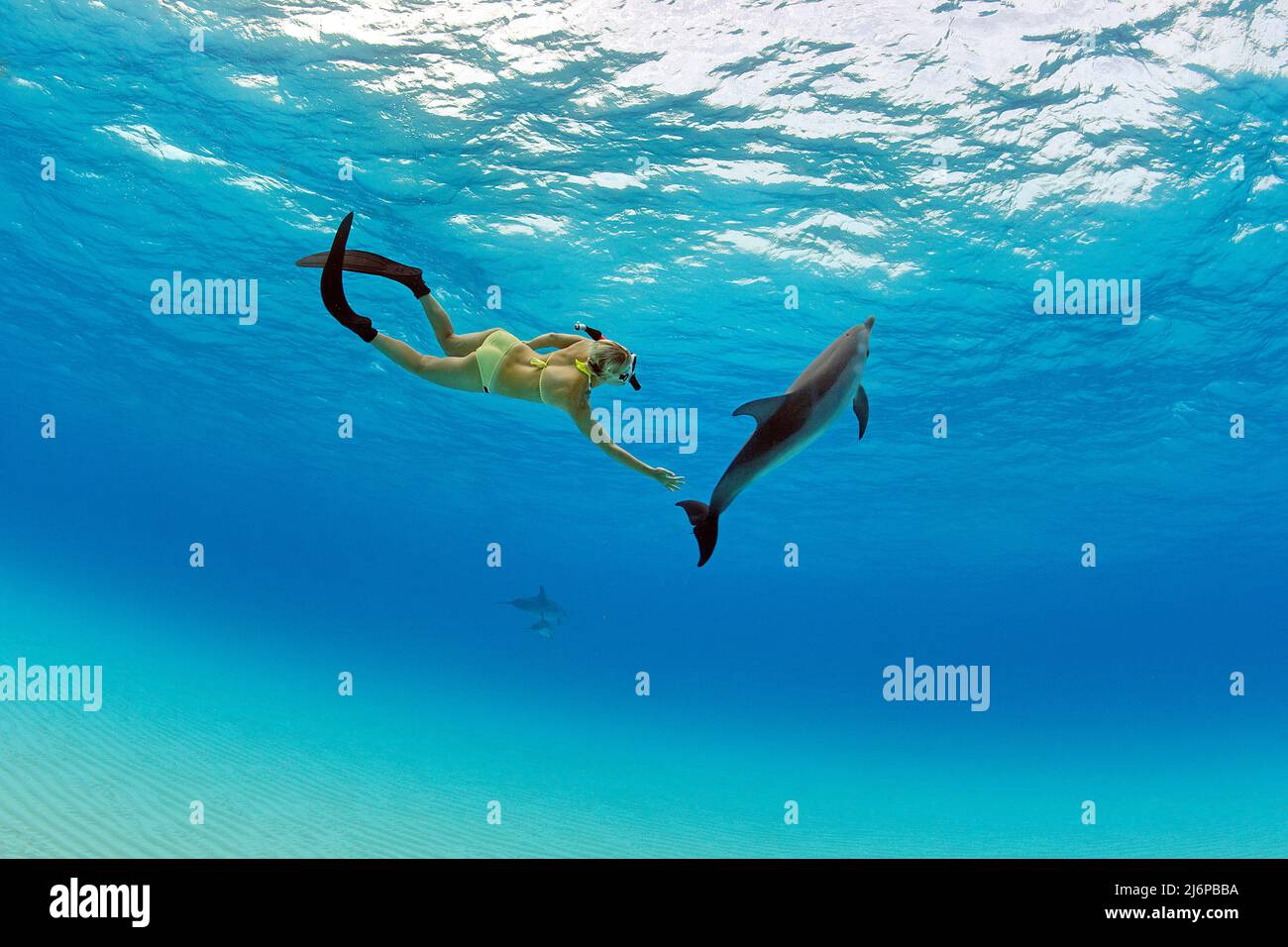 Snorkeler (woman) diving with Atlantic spotted dolphins (Stenella
