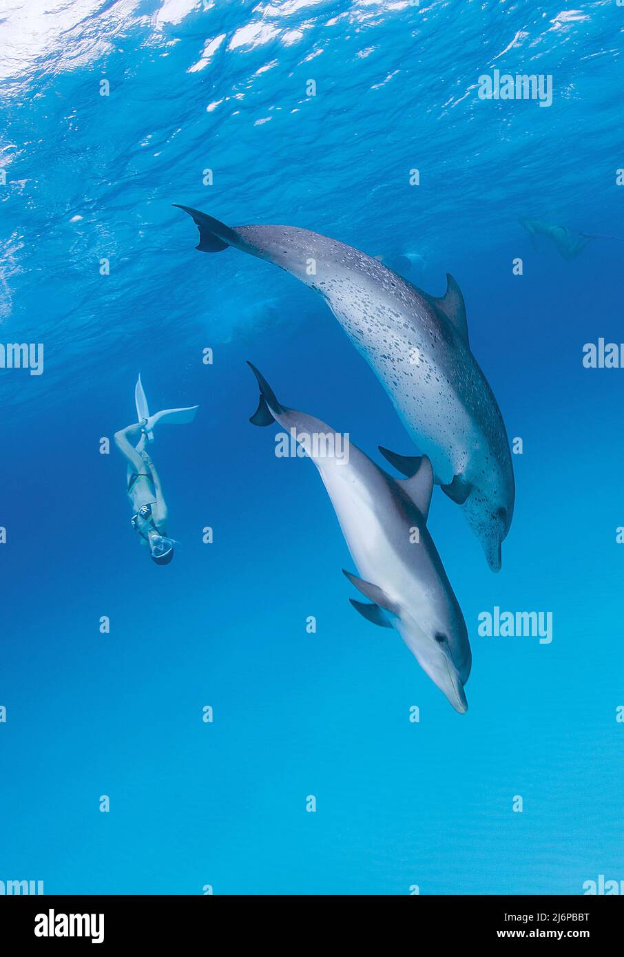 Snorkeler (woman) diving with Atlantic spotted dolphins (Stenella