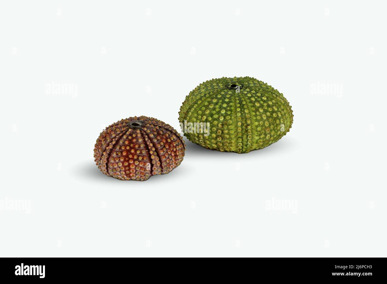 Sea urchin shell on white background. Studio shot. Stock Photo