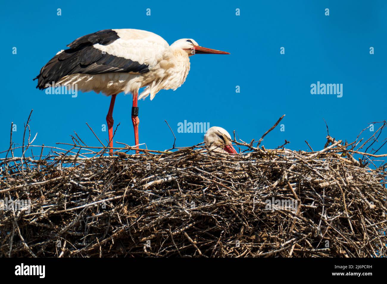 A stork stands into its nest in front of a blue, cloudless sky Stock Photo