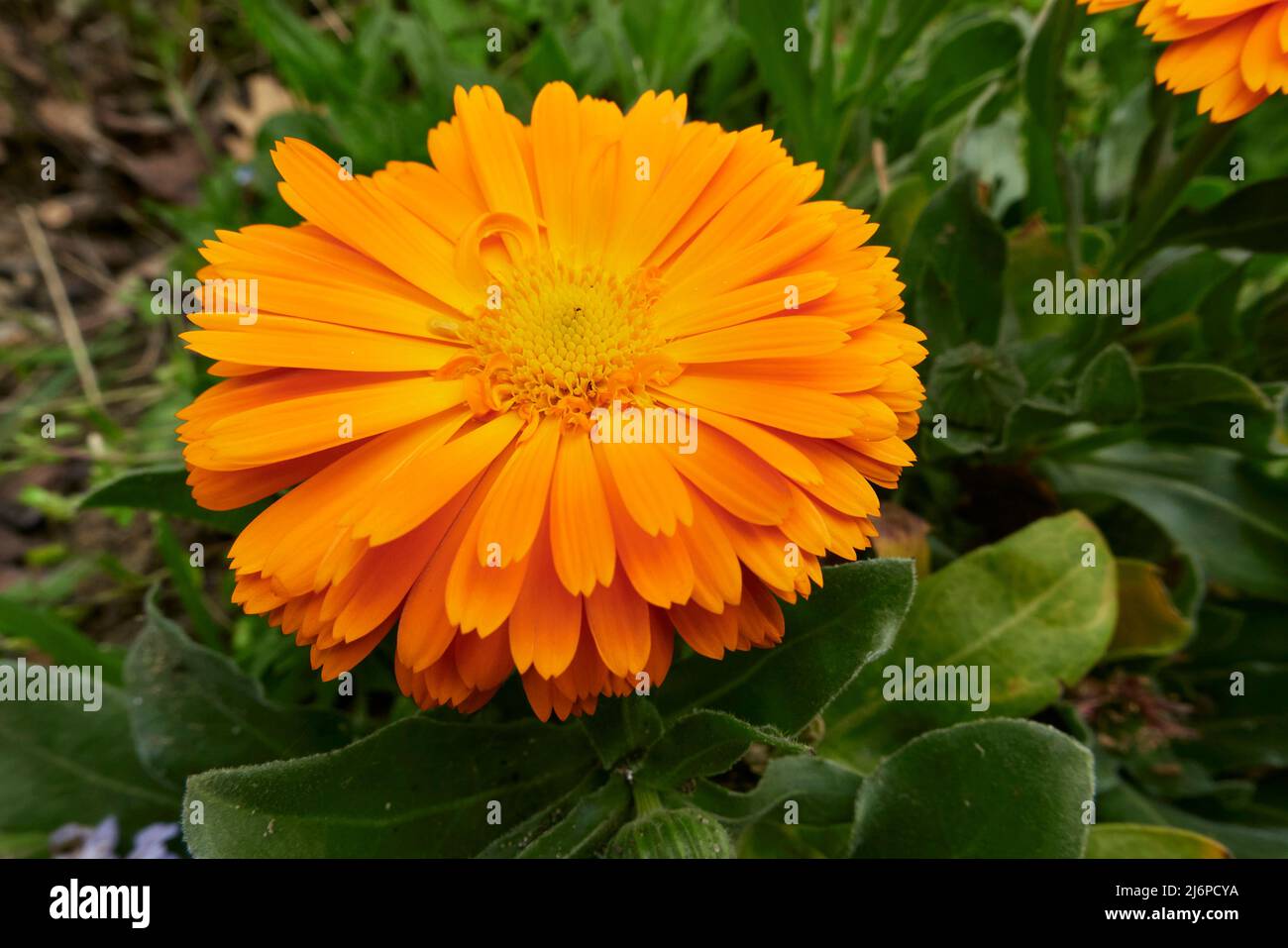 yellow and orange flowers of Calendula officinalis plant Stock Photo