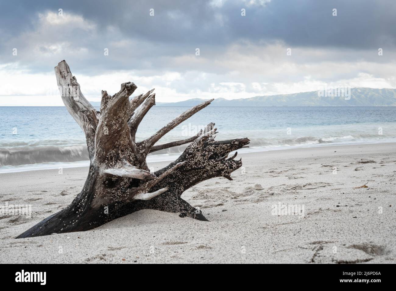 Tree trunk driftwood at the seashore Stock Photo Alamy