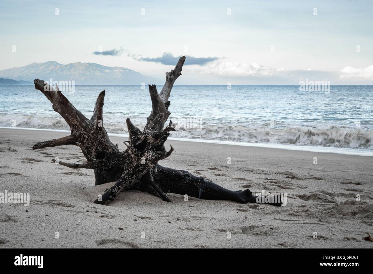 Tree trunk driftwood at the seashore Stock Photo Alamy