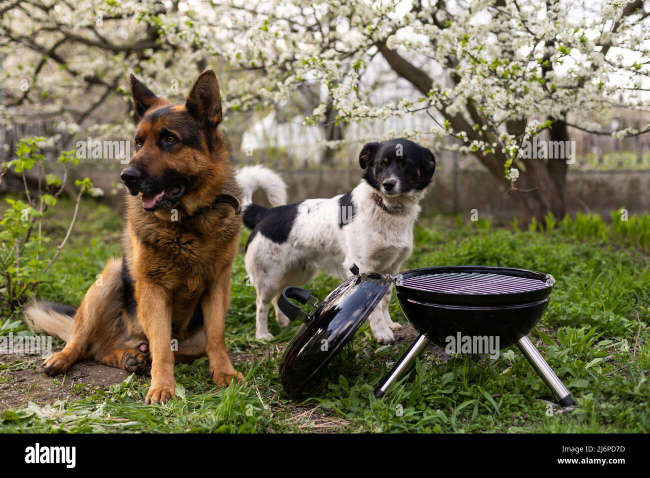 The Meat Is Cooked On A Barbecue. A Beautiful Dog On The Grass. Rest At ...