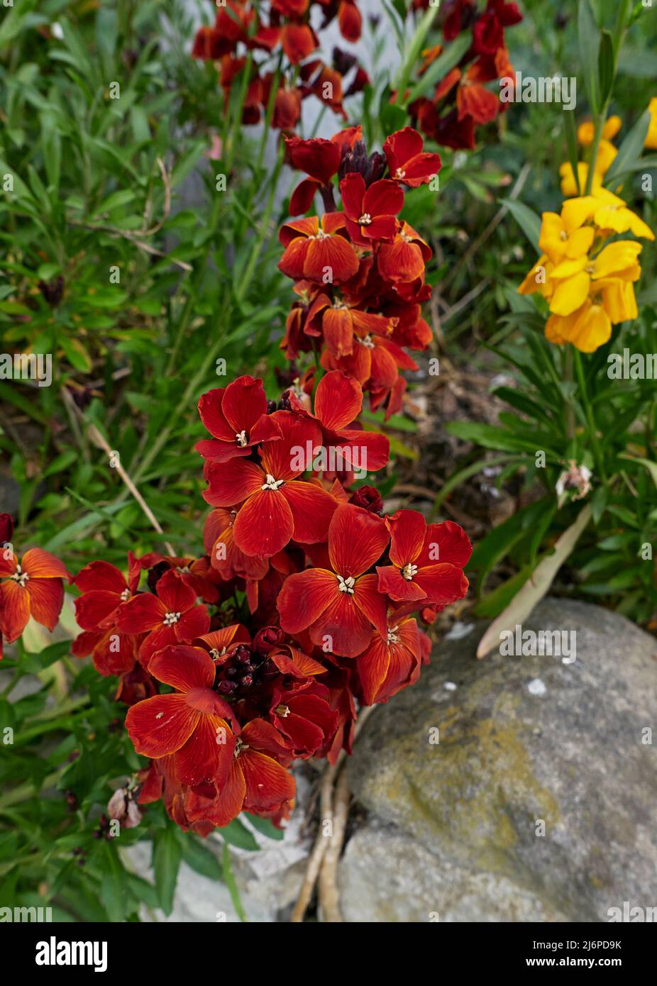 Erysimum cheiri  colorful flowers Stock Photo
