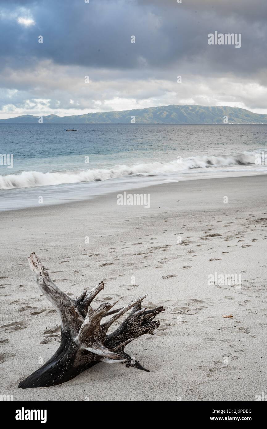 Tree trunk driftwood at the seashore Stock Photo Alamy