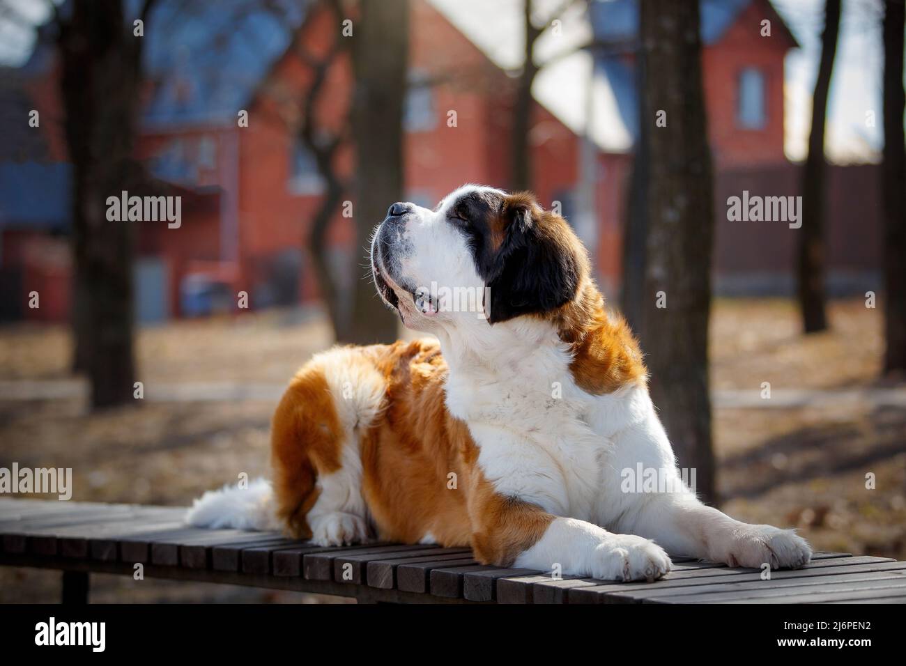 portrait of adult saint bernard purebred dog outdoors Stock Photo