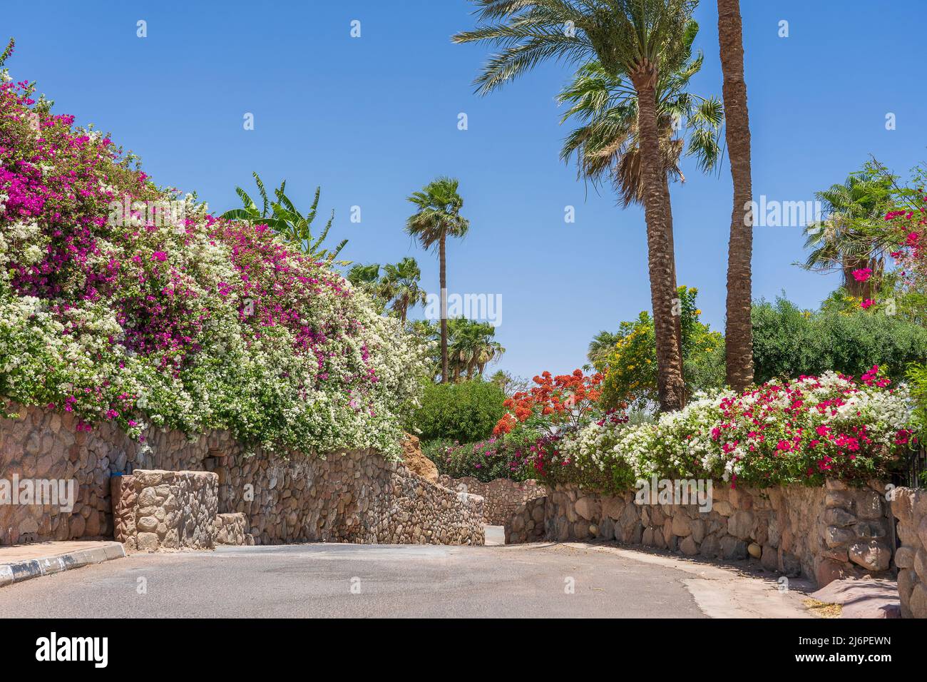 Empty road, colorful flowers and palm trees on the street of Egypt in