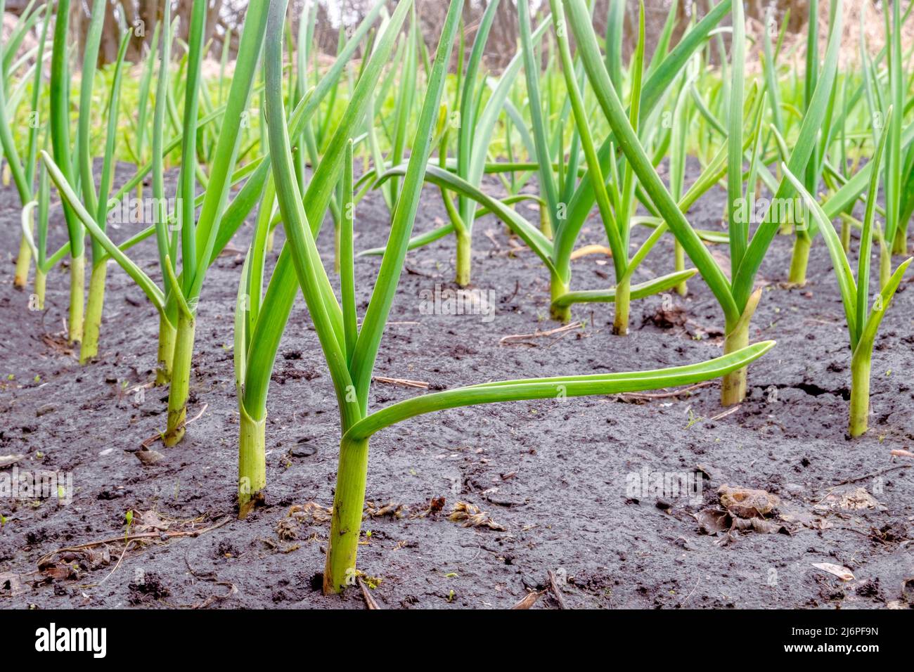 Garlic. Young plants in a row in a bed on a homestead plot in early spring. Stock Photo