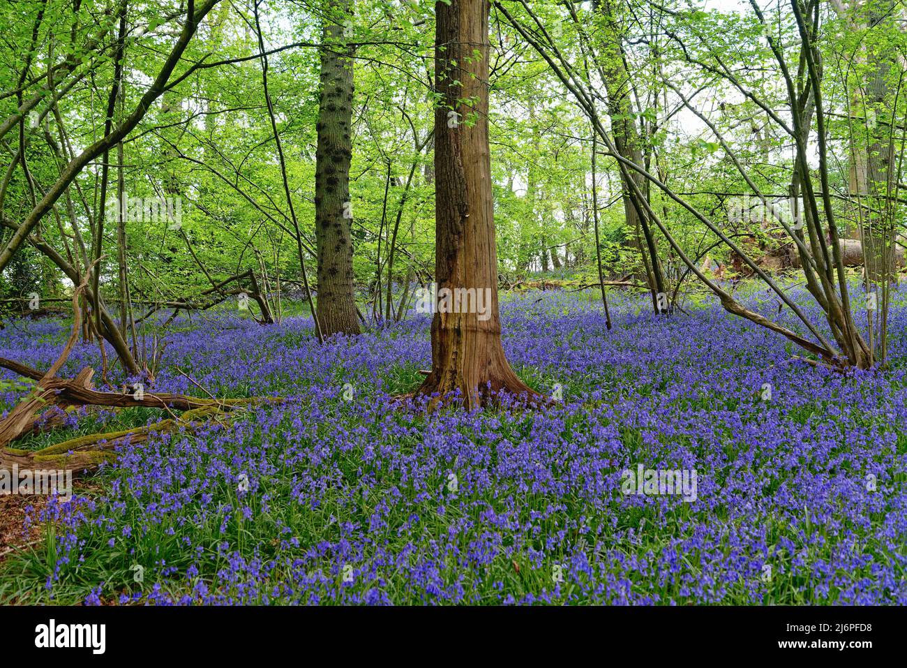 Bluebells, Hyacinthoides non scripta, flowering in woodlands in the Surrey Hills England UK Stock Photo