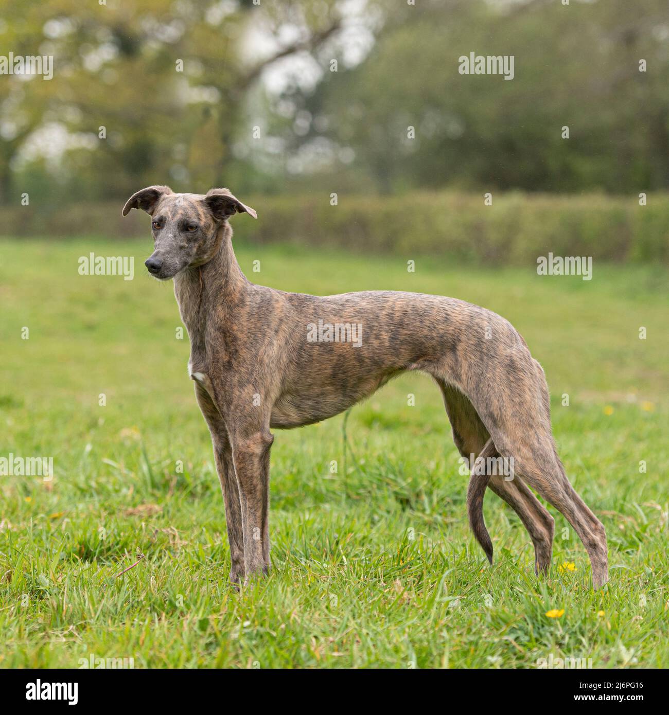 lurcher Stock Photo