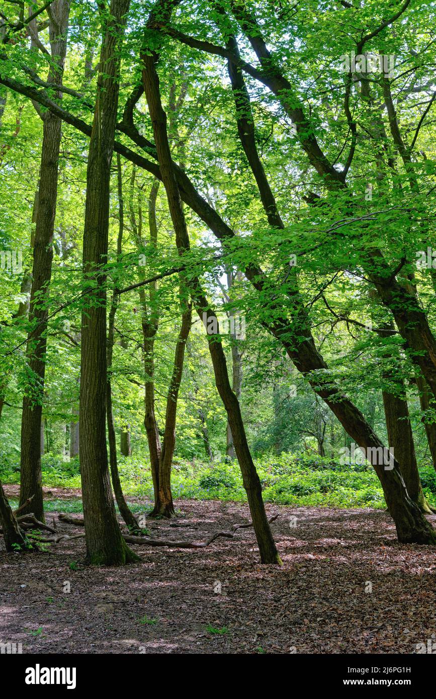 A dense woodland in the springtime near West Horsley, Surrey Hills England UK Stock Photo
