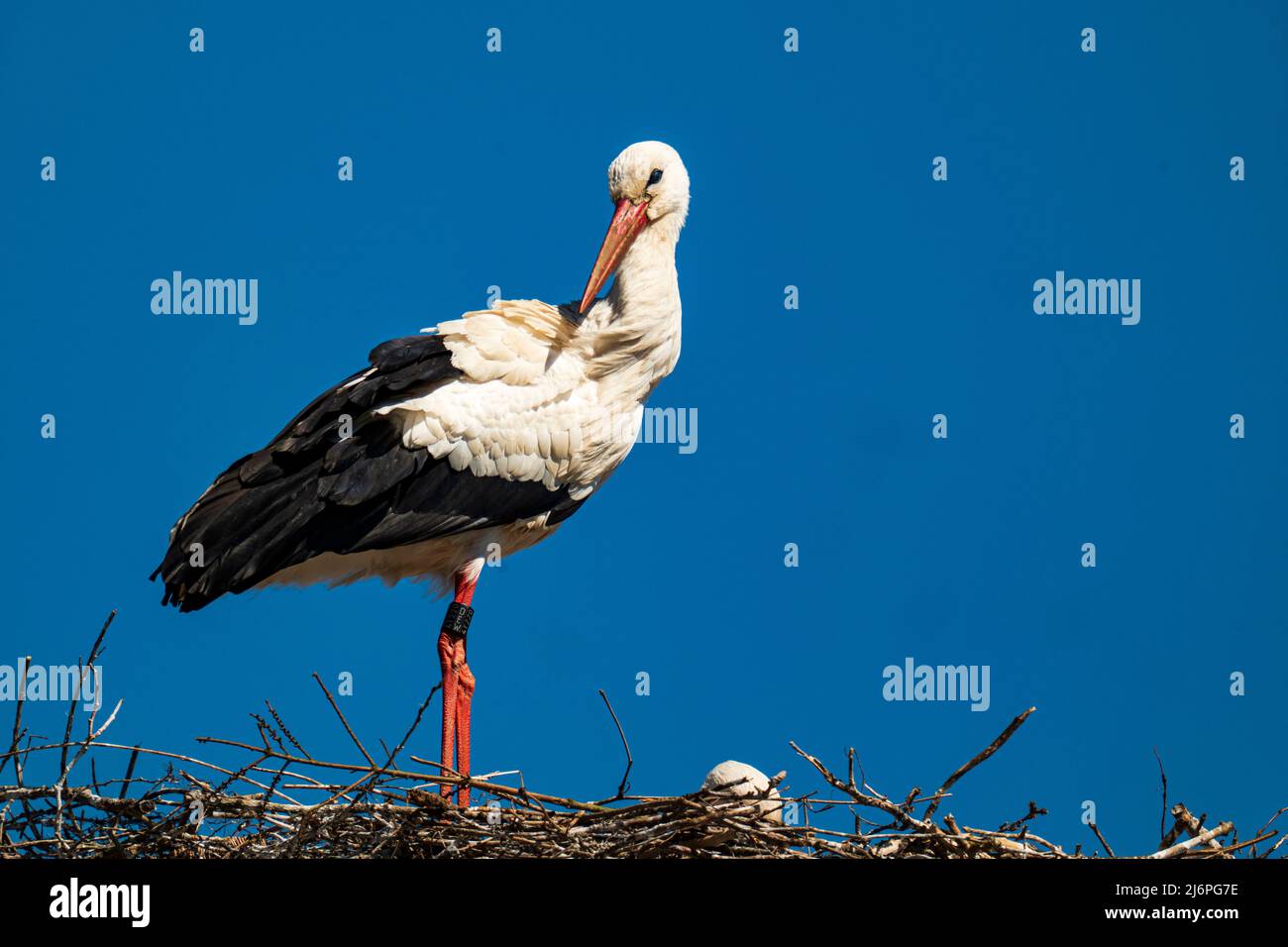 Close-up of a stork standing in its nest Stock Photo