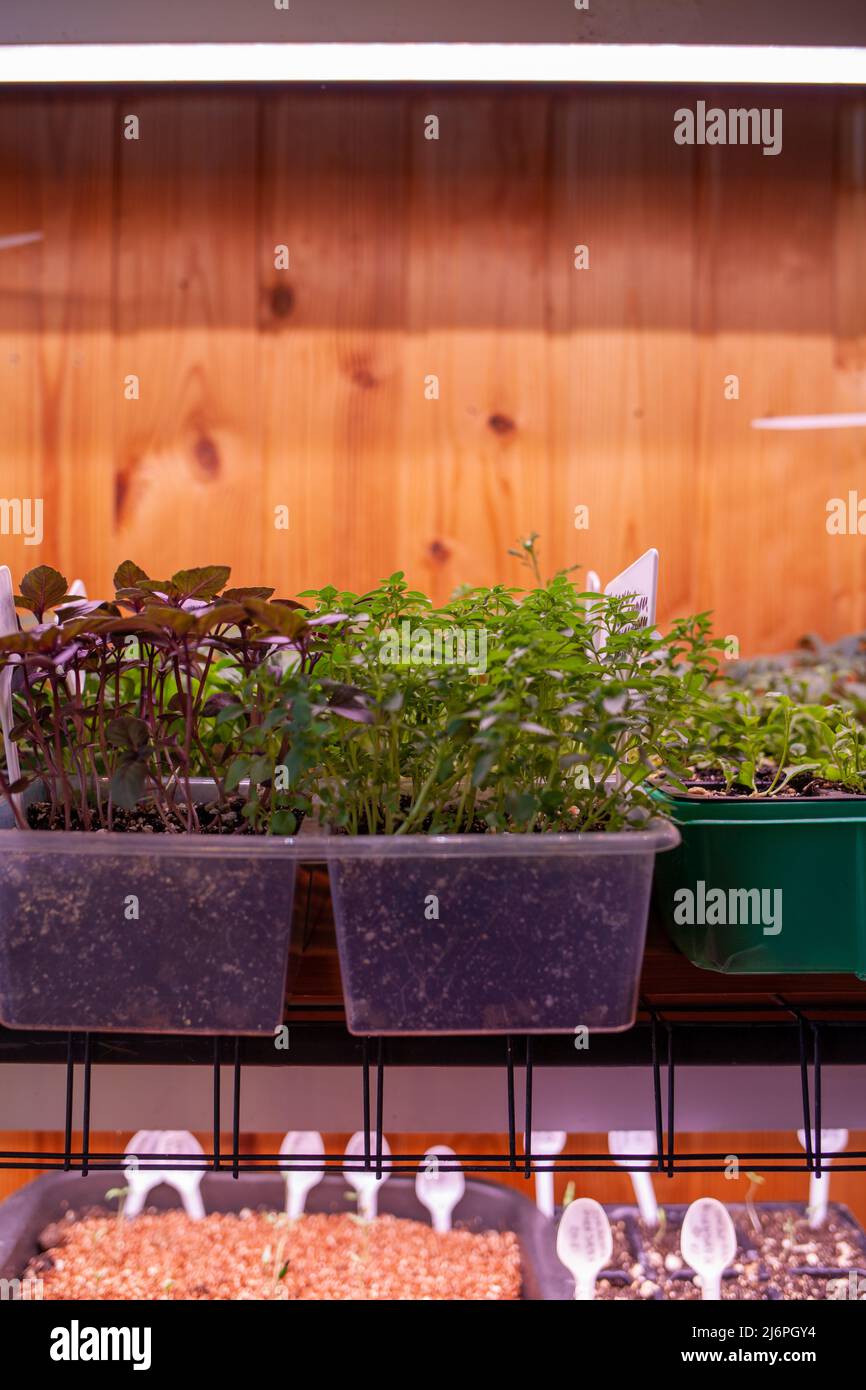 Growing seedlings indoors under a full spectrum led growing light