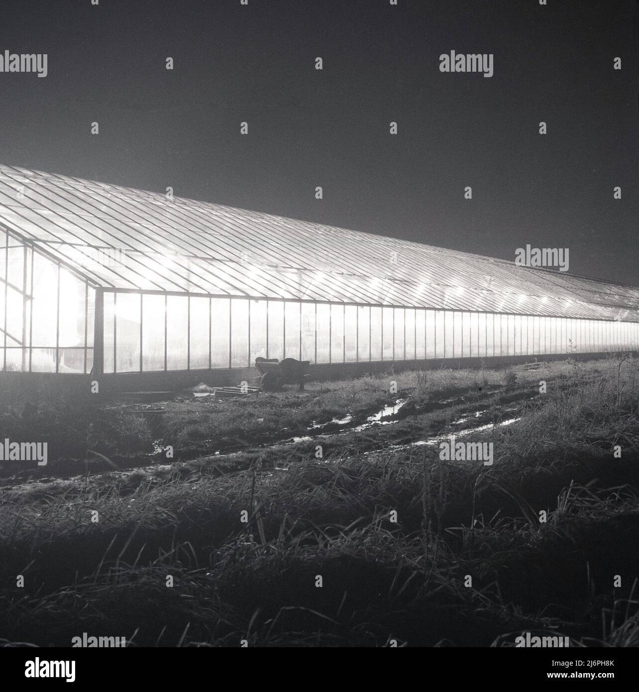1950s, historical, giant glasshouse or greenhouse lit-up at night, Angmering, West Sussex, England, UK. The local horticultural company, A G Sparkes Ltd was a leading supplier of chrysanthemum flowers and one of the first in Britain to undertake 24 hour continuous production throughout the year. Stock Photo