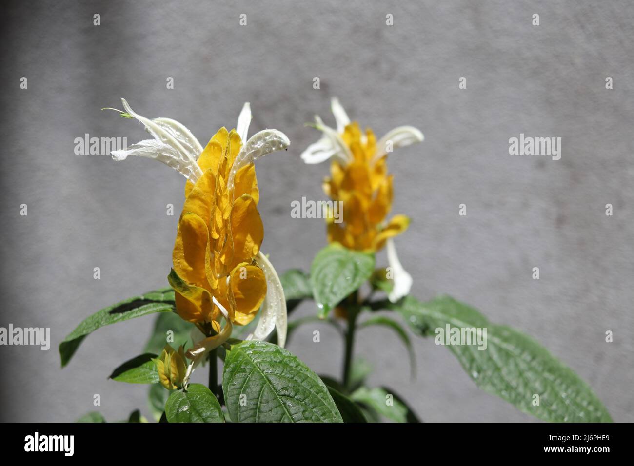 Pachystachys lutea. Evergreen shrub of the Acanthaceae family Stock Photo