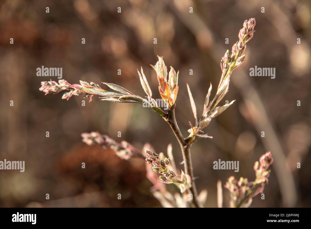 Amelanchier spring growth hi-res stock photography and images - Alamy
