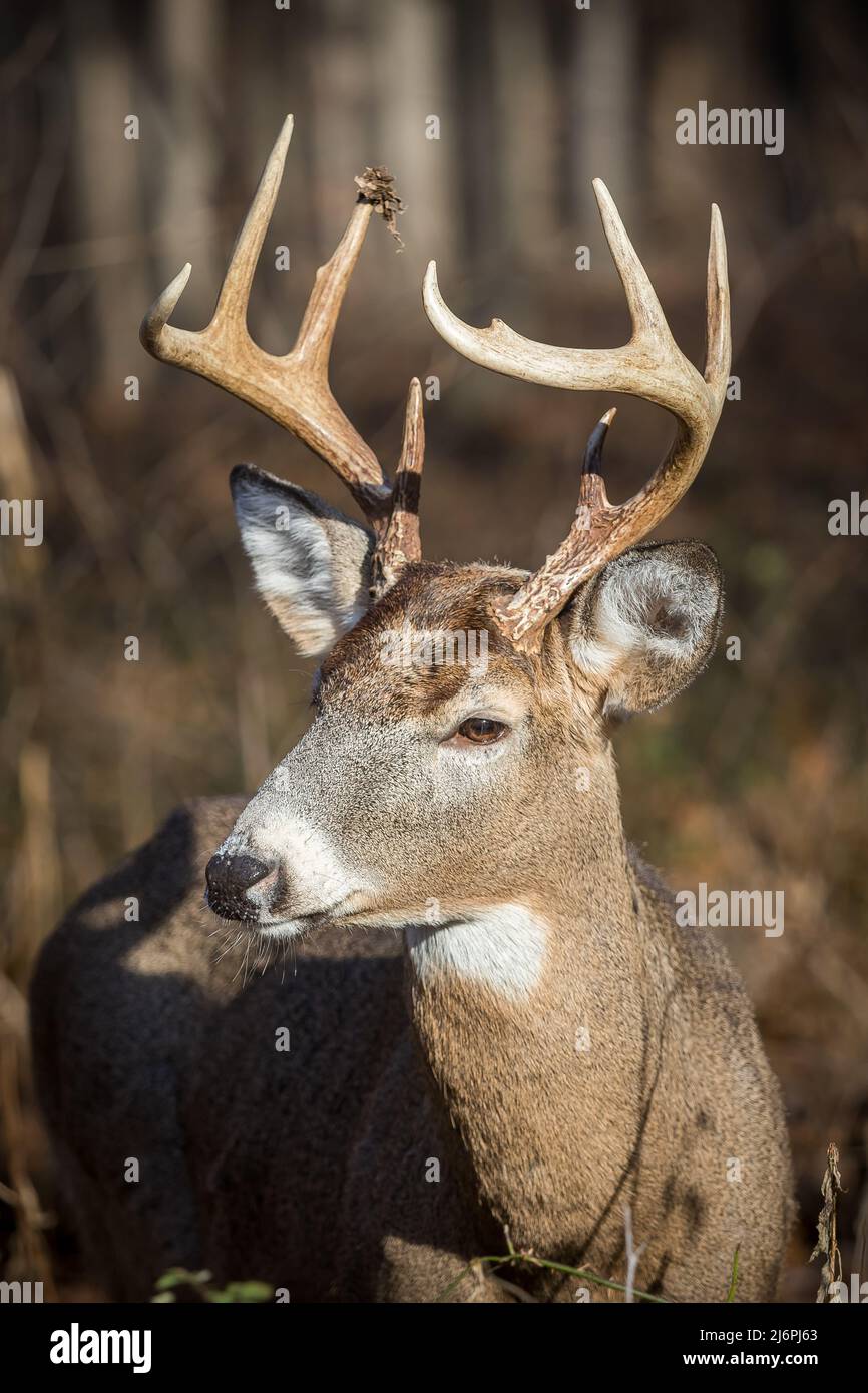 8 point Whitetail deer buck facing camera with the sun shining on him Stock Photo