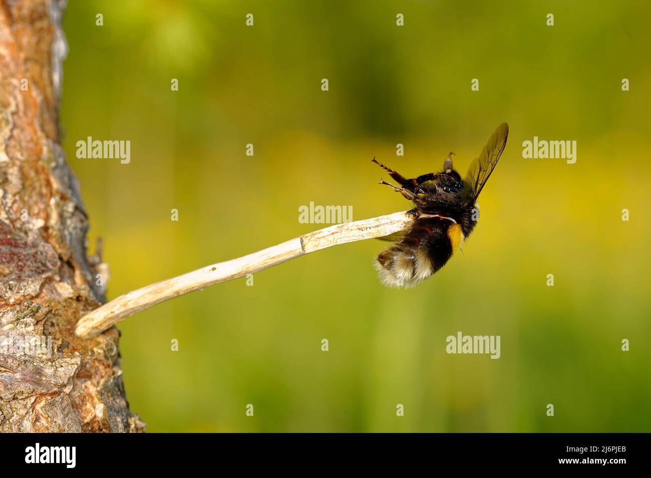 Bumblebee is a food supply of a shrike Stock Photo Alamy