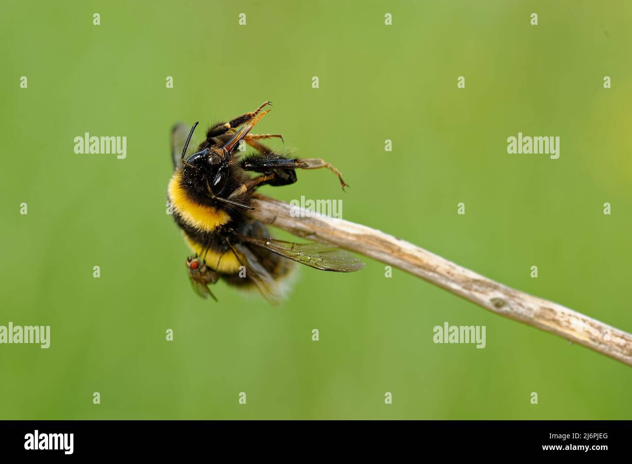 Bumblebee is a food supply of a shrike Stock Photo Alamy